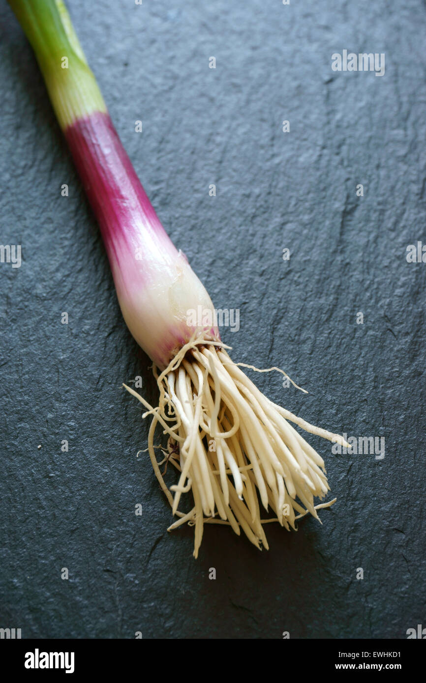 Nahaufnahme eines einzigen roten Schalotte auf schwarze Schneidebrett Stockfoto