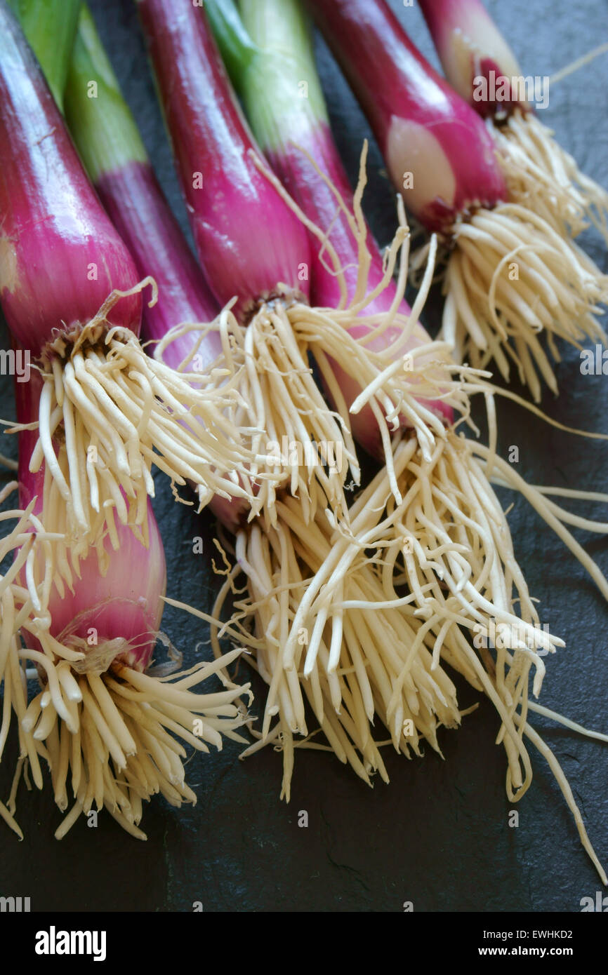 Nahaufnahme von roten Zwiebeln auf ein Schneidebrett Stockfoto