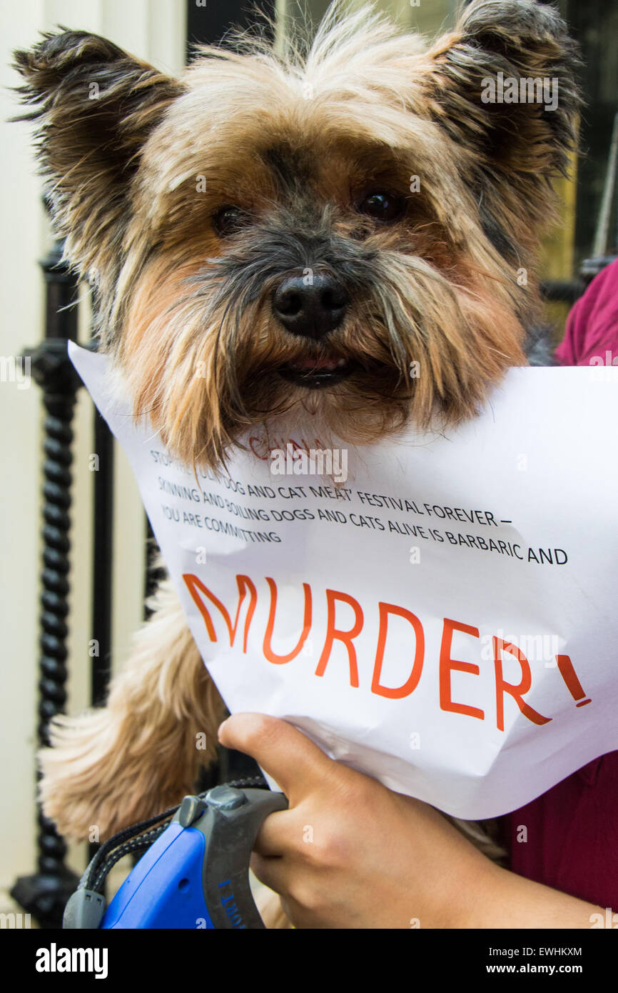 London, UK. 26. Juni 2015. Resultate von Tierfreunde Abstieg auf der chinesischen Botschaft gegen das Hundefest Fleisch Yulin protestieren Tausende von Hunden, oft getötet mit extrem grausame Methoden, wo gegessen werden. Nach einem Anti-Grausamkeit-Aktivist Yulin Festival ist erst 10 Jahre alt und ein möglich Zahnflankenspiel gegen die Anti-Hundefleisch Kreuzzug aus dem Westen. Bildnachweis: Paul Davey/Alamy Live-Nachrichten Stockfoto