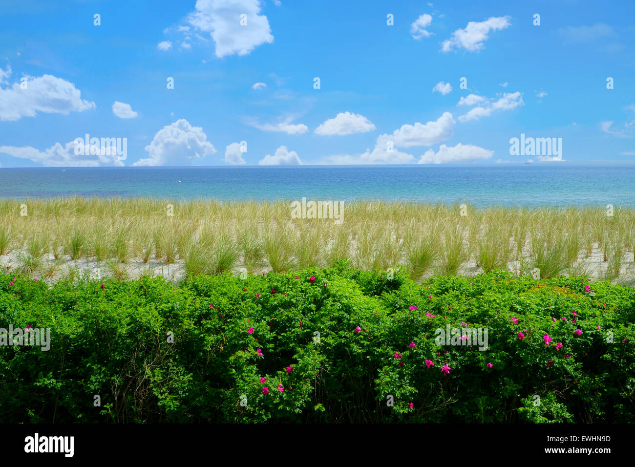 Blick auf den grünen Deich Rasen an der Ostseeküste Stockfoto