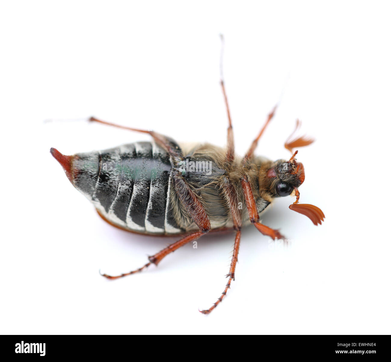 Auf einem Foto Chafer isoliert auf weiss Stockfoto