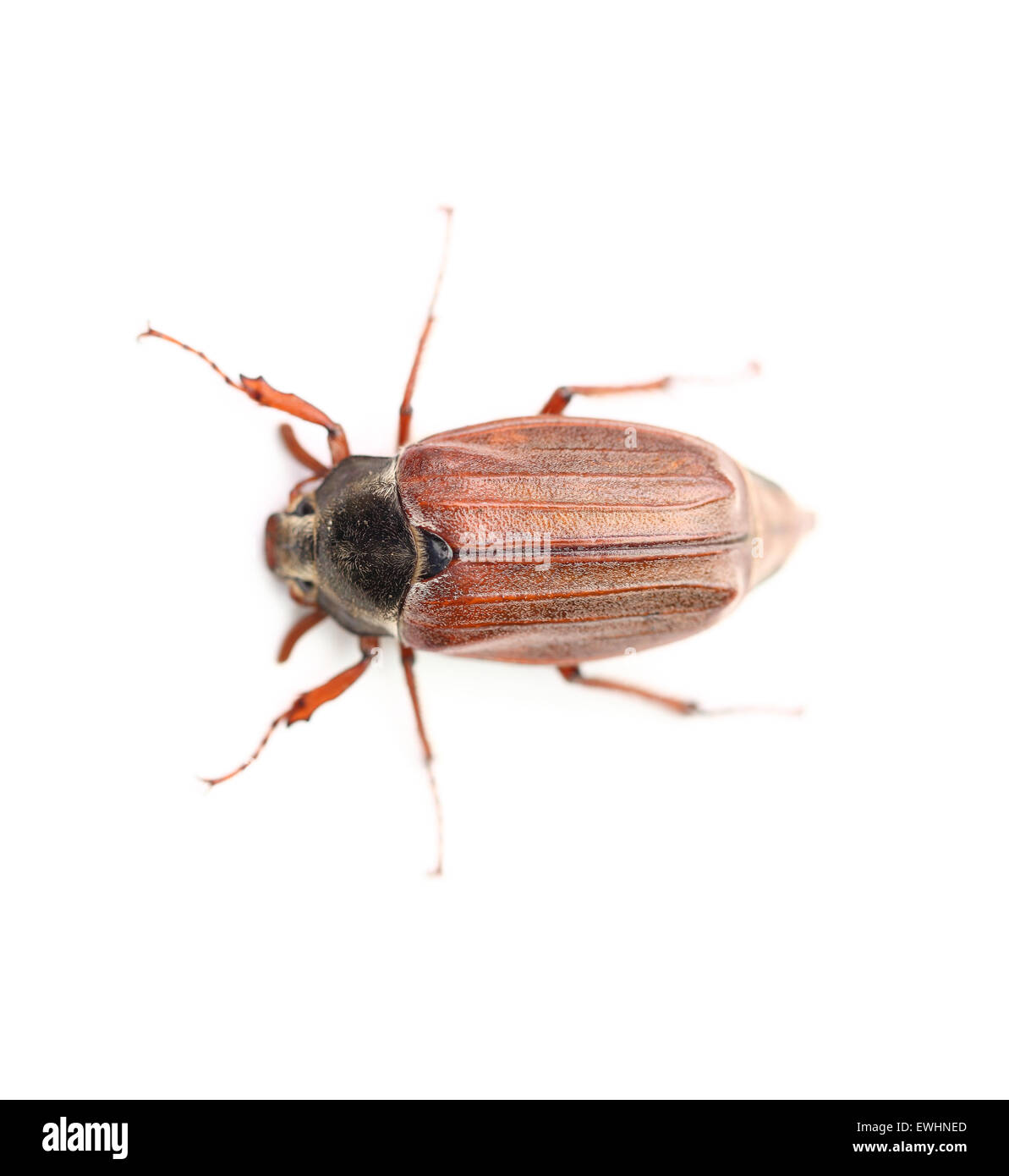 Auf einem Foto Chafer isoliert auf weiss Stockfoto
