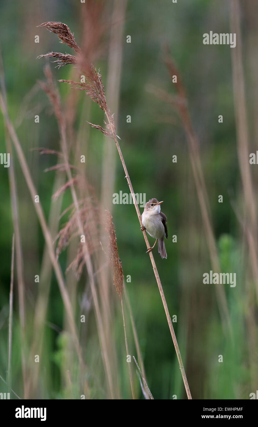 Marsh Warbler (Acrocephalus Palustris) Stockfoto