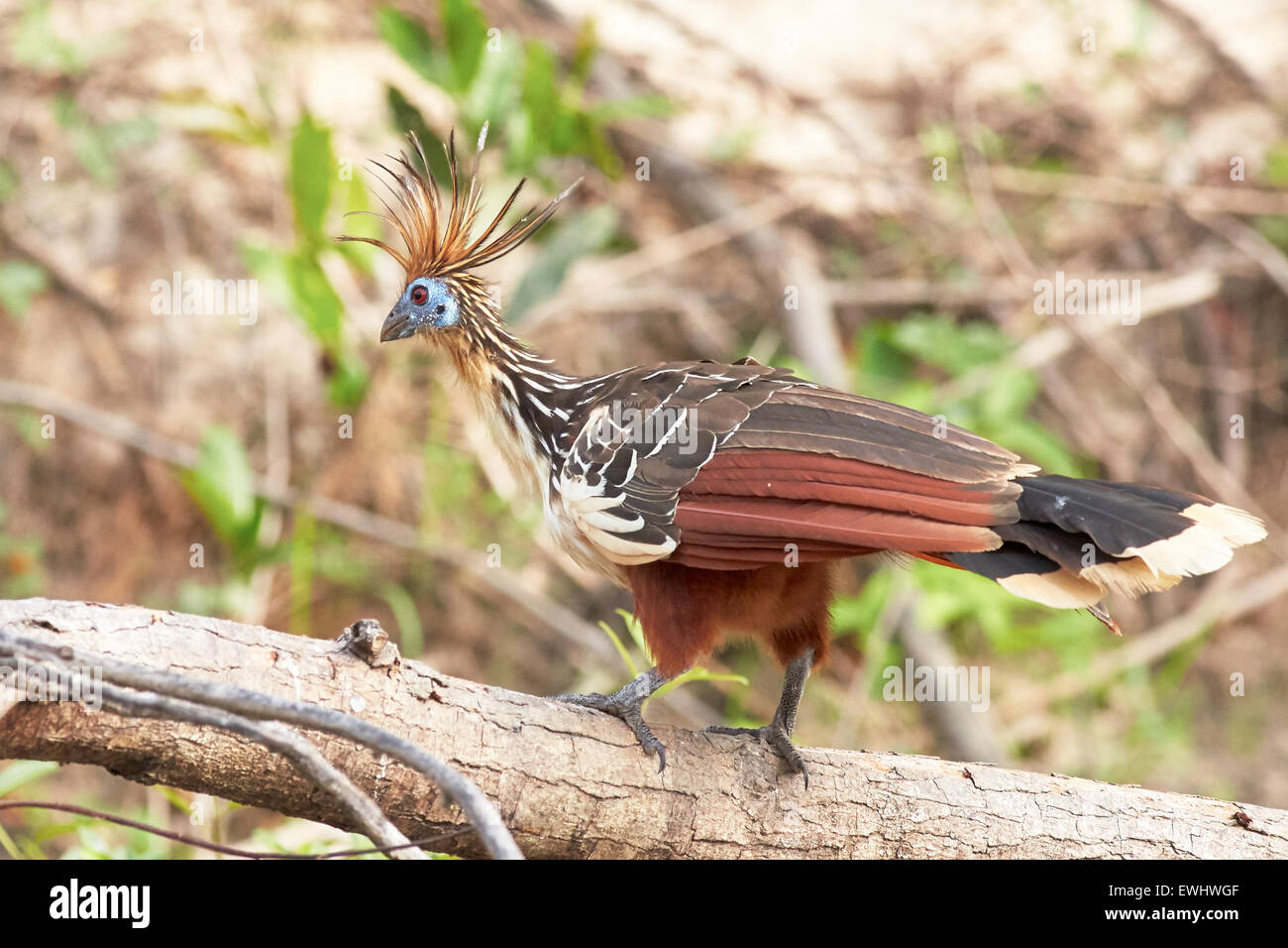 Hoatzin Vogel auf Zweig in Bolivien Stockfoto