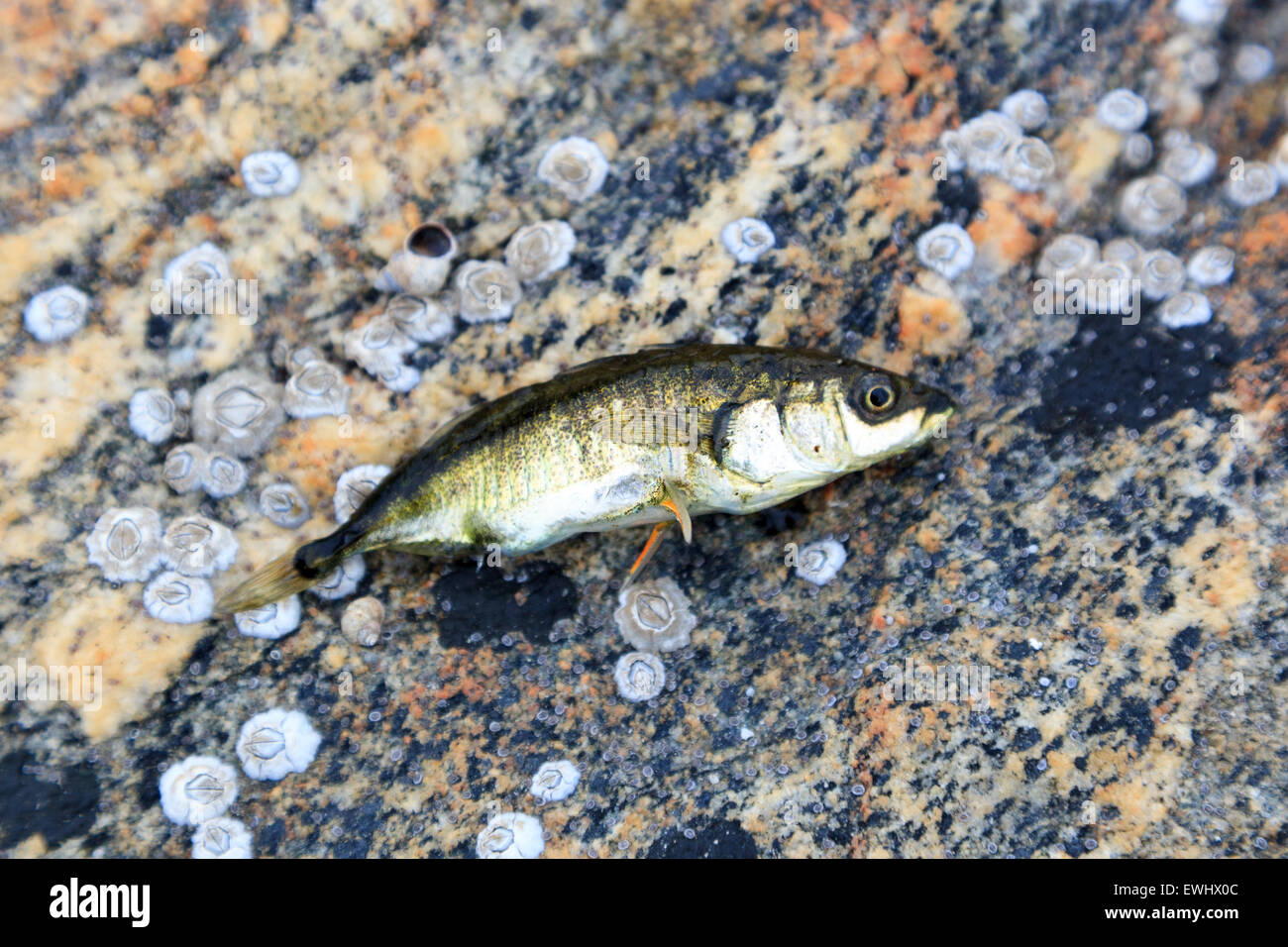 Gasterosteus Aculeatus, Dreistachliger Stichling kommen.  Das Foto wurde im Kandalaksha Golf am Weißen Meer. Russland, Murmans Stockfoto