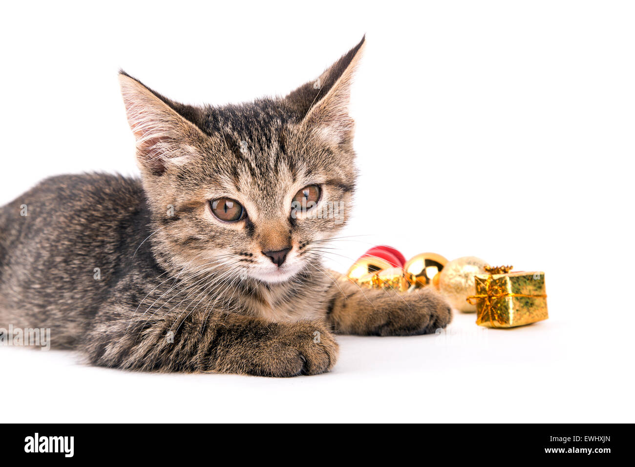 Kleine graue Katze Blick auf Kamera isoliert auf weißem Hintergrund Stockfoto