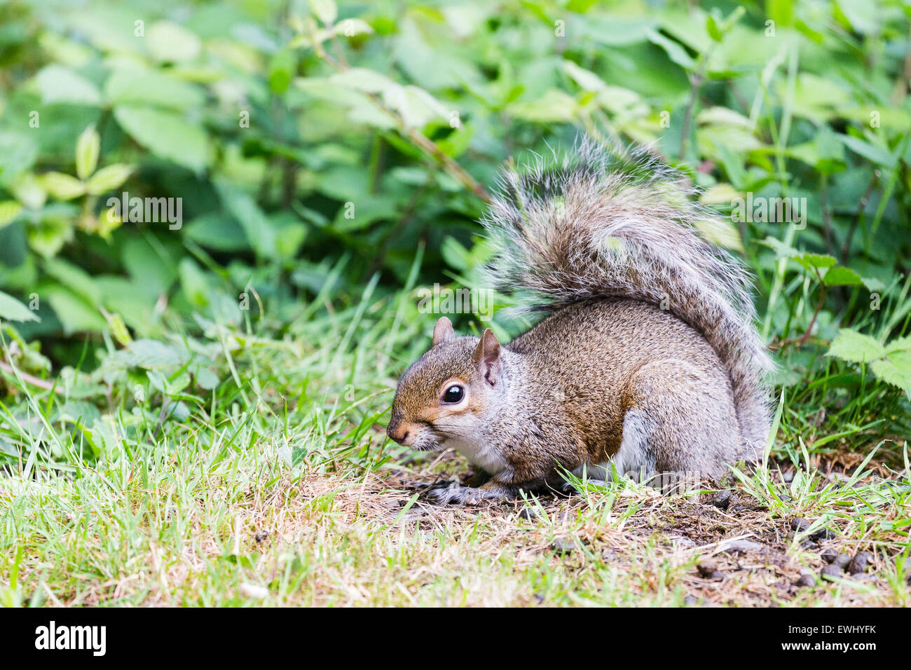 Ein graues Eichhörnchen bei Ynys Hir, Ceredigion Stockfoto