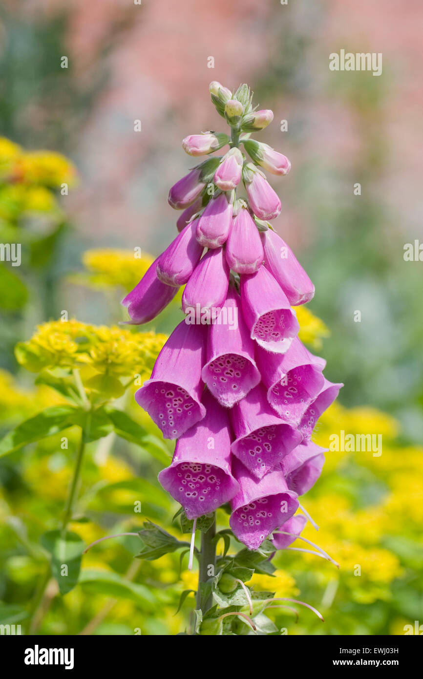 Digitalis Purpurea. Gemeinsamen Fingerhut Spike unter Euphorbia Blumen. Stockfoto