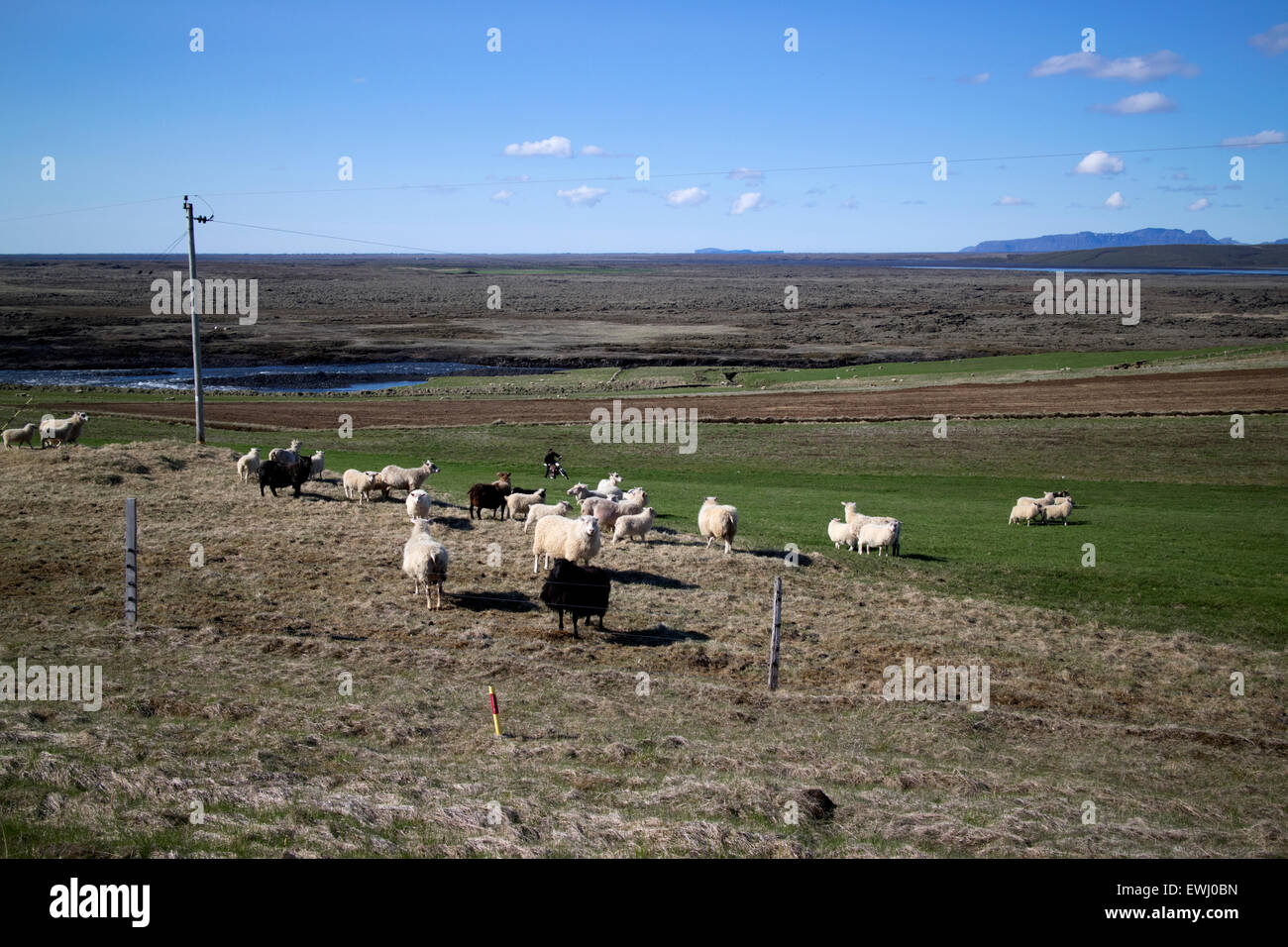 Schäfer, Aufrundung isländischen Schafe auf einem Motorrad ländlichen Island Stockfoto