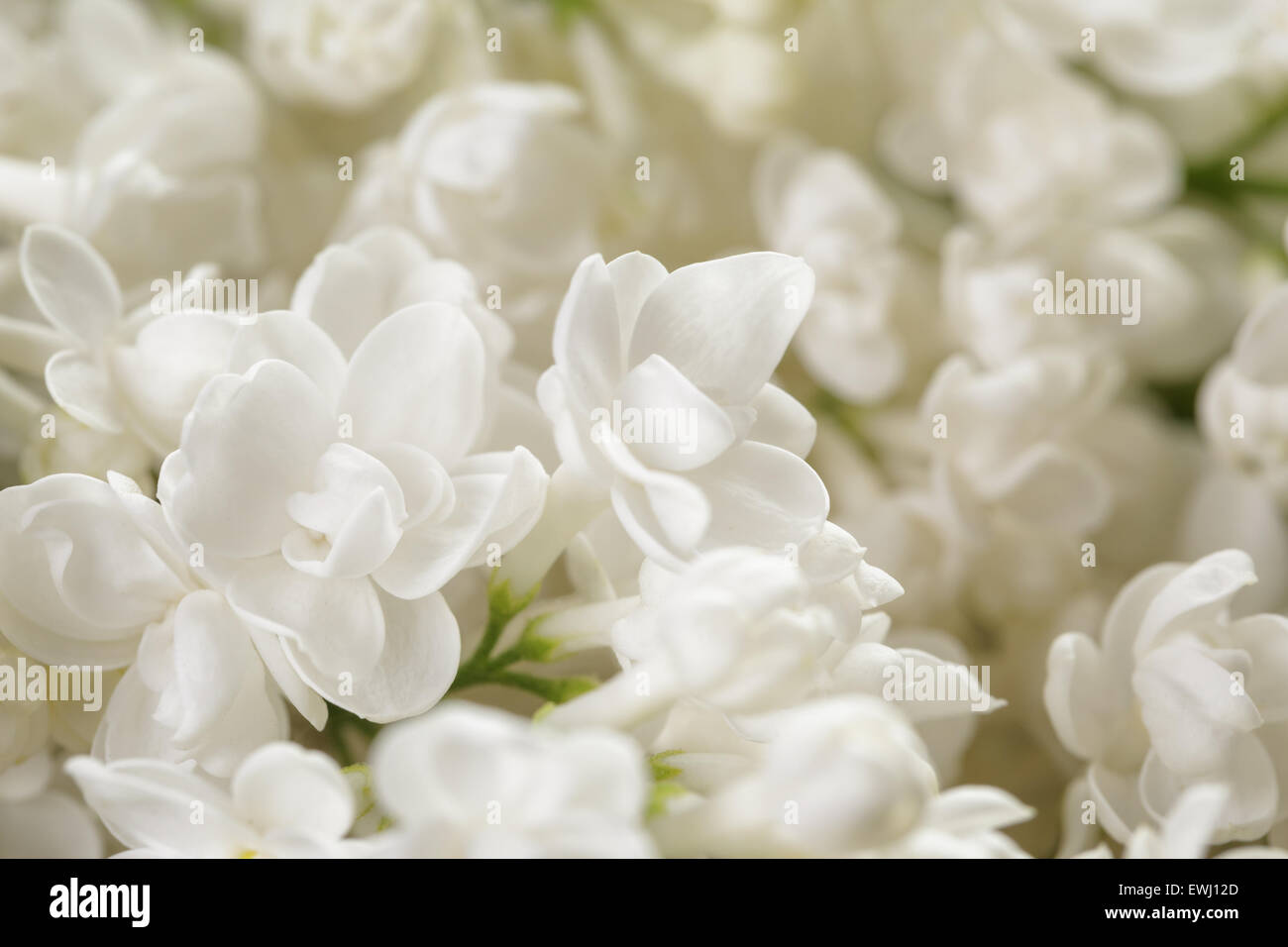 Makrofoto des weißen lila Blüten Stockfoto