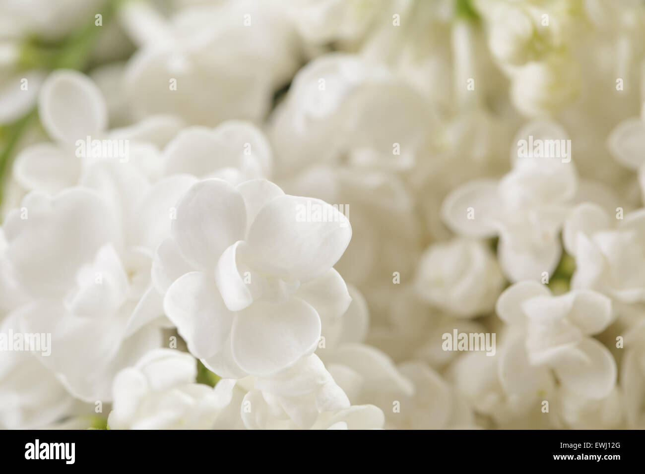 Makrofoto des weißen lila Blüten Stockfoto