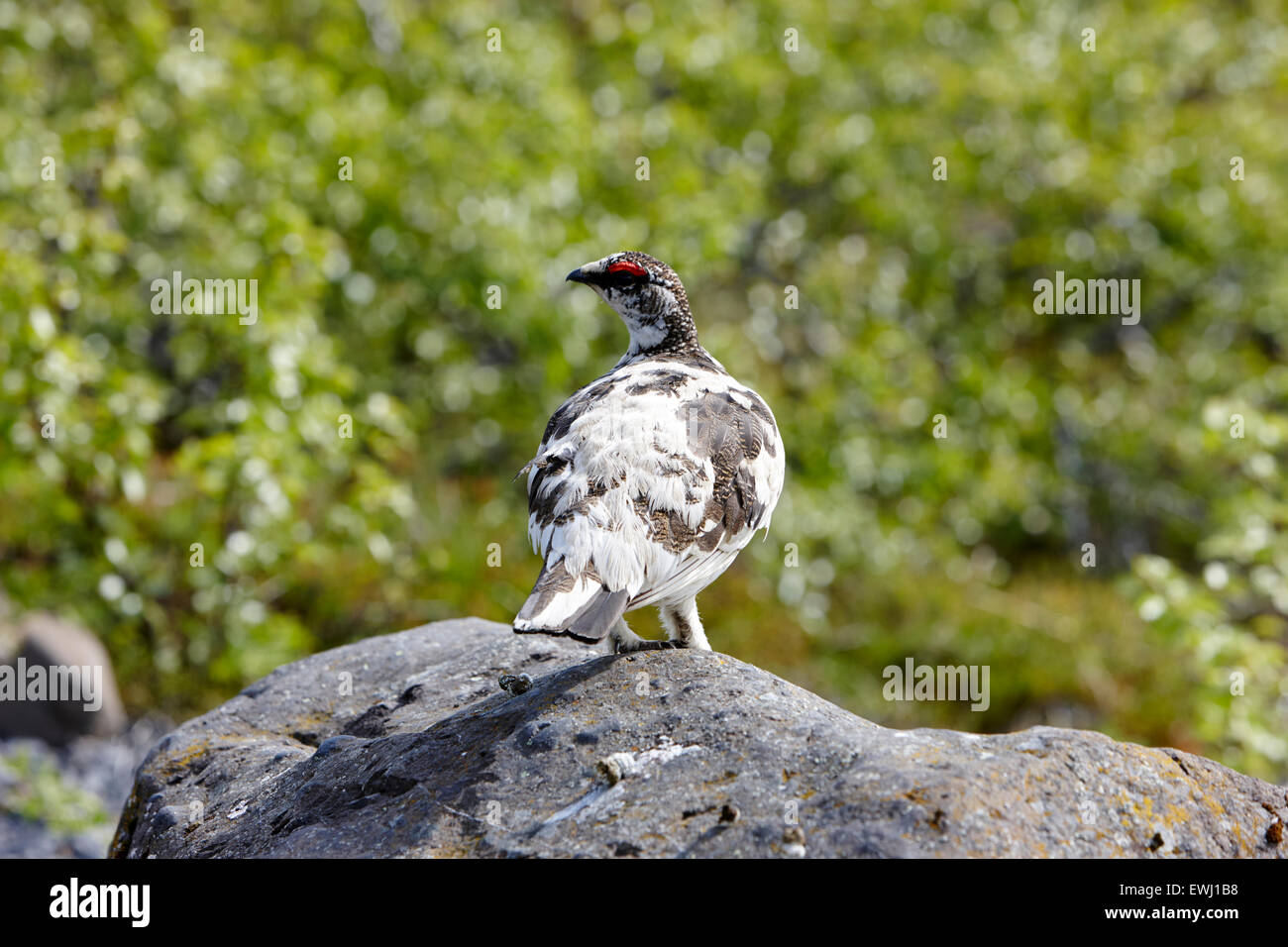 männliche Schneehühner Lagopus Mutus in Frühjahr Gefieder Island Stockfoto