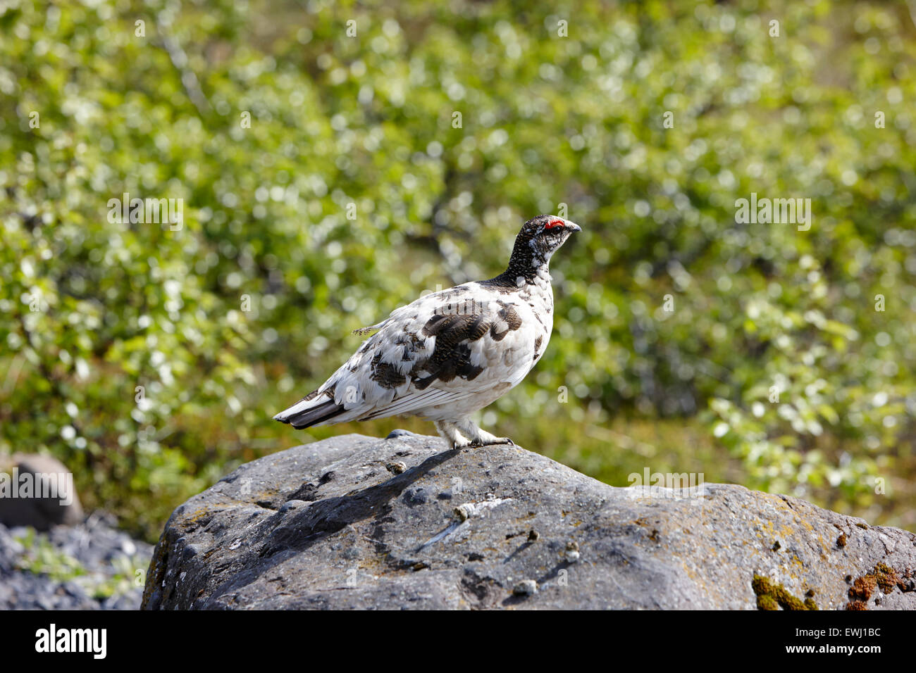 männliche Schneehühner Lagopus Mutus in Frühjahr Gefieder Island Stockfoto