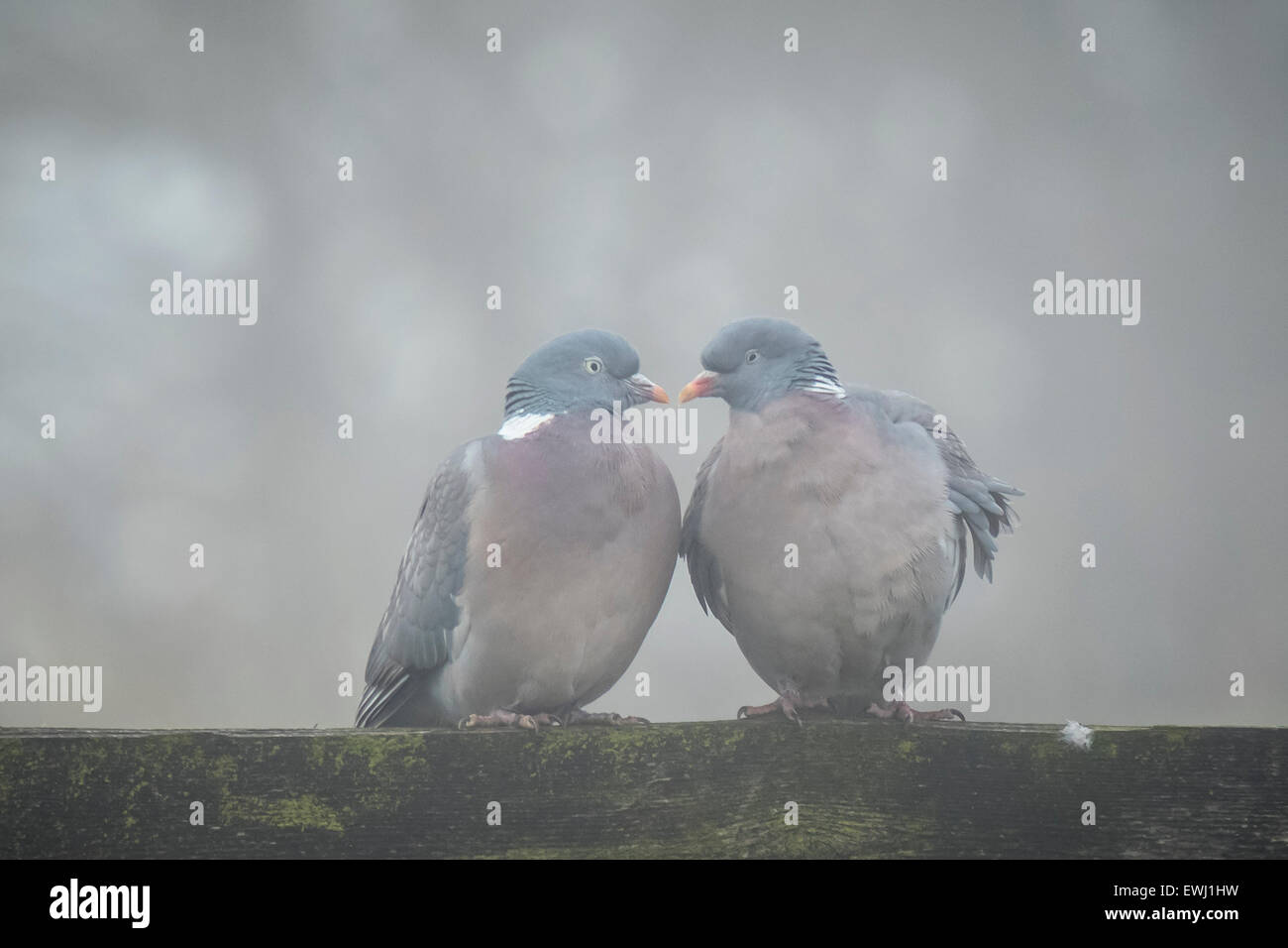 Zwei Tauben in einer grauen und kalten Umgebung flirten, bilden sie die Form eines Herzens Stockfoto