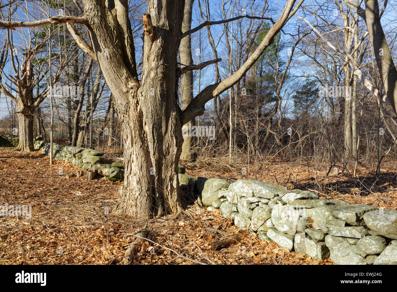 Steinmauer auf dem Gelände Odiorne Point State Park in Rye, New Hampshire USA während der Frühlingsmonate. Großen Ahorn-Bäume-Linie Stockfoto