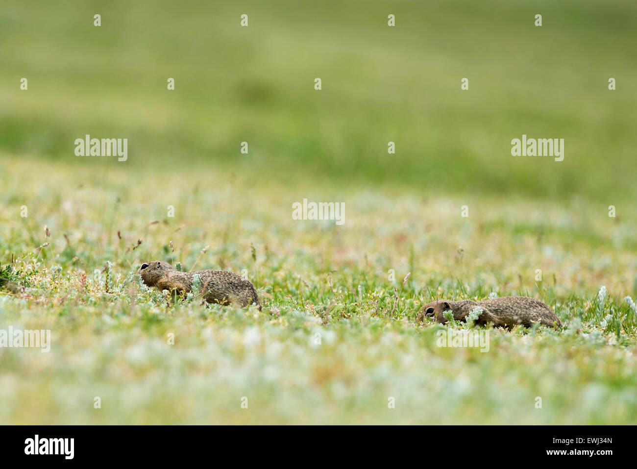 niedliche europäischen Erdhörnchen auf Feld (Spermophilus Citellus) Stockfoto