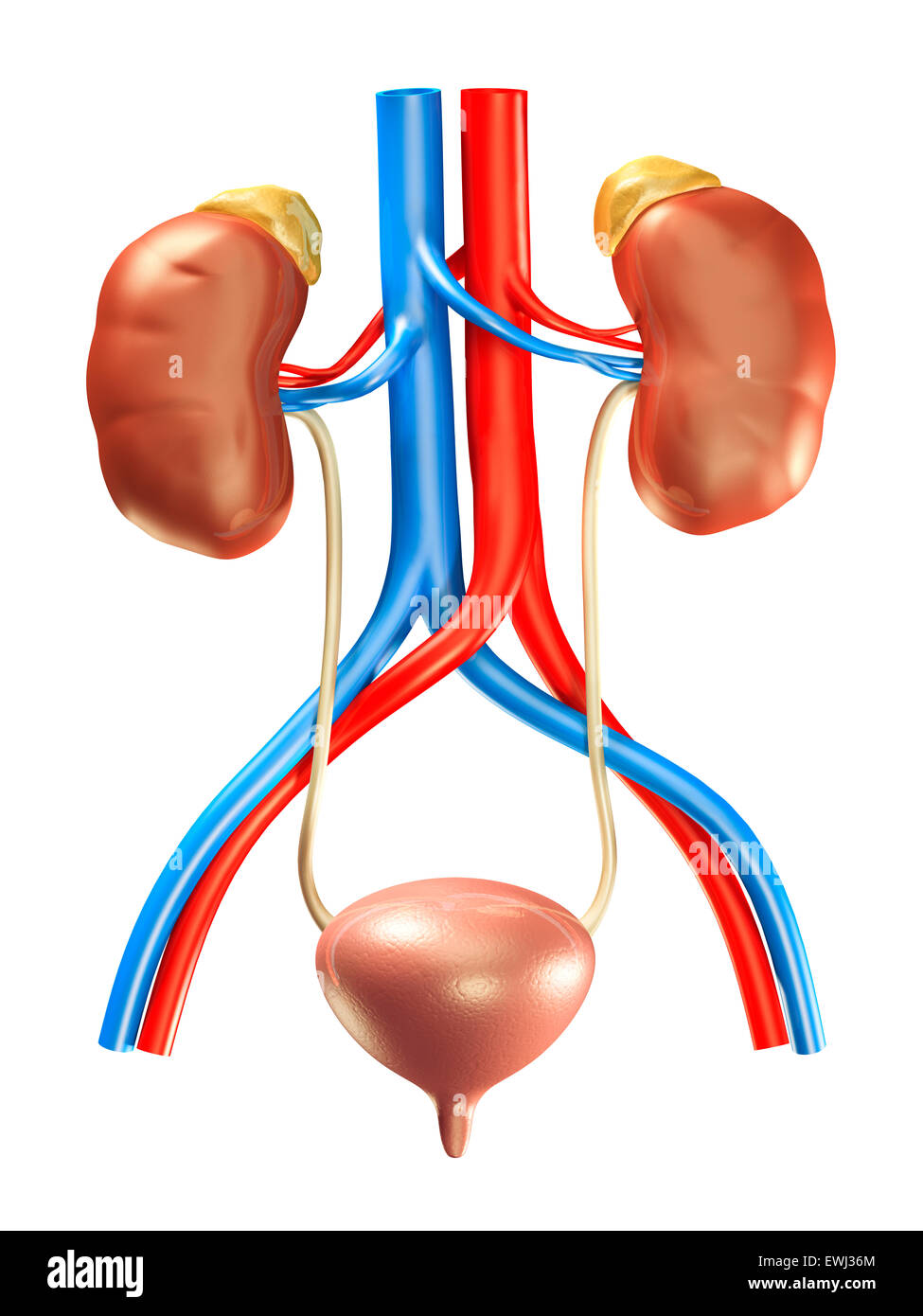 Menschlichen Nieren, Nebennieren, Blase und Arterien, medizinische 3D Illustration isoliert auf weißem Hintergrund Stockfoto