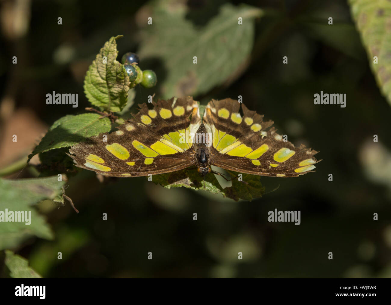 Malachit Schmetterling, Siproeta Stelenes im Frühjahr Stockfoto