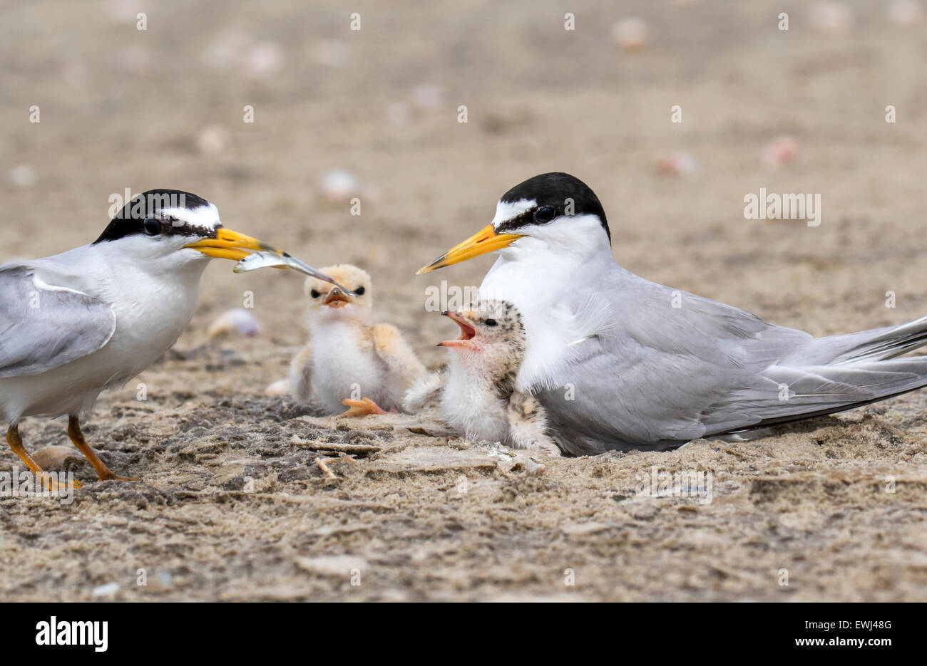 Familie von mindestens Seeschwalben (Sternula Antillarum) in der Nähe des Nestes: männlich brachte ein wenig Fisch für Küken, Galveston, Texas, USA. Stockfoto
