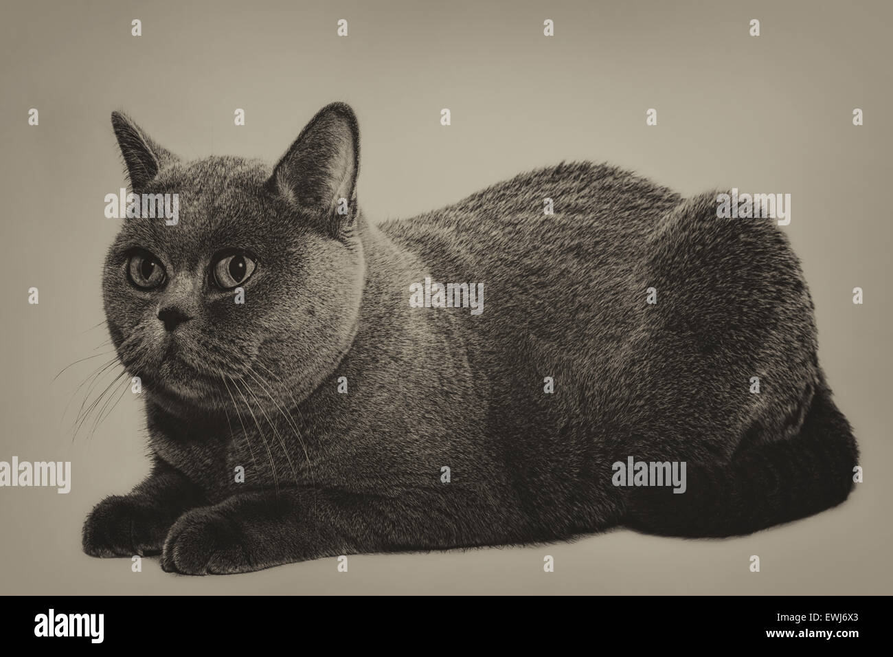 Schöne junge kurzhaarige britische graue Katze auf einem hellen Hintergrund Stockfoto