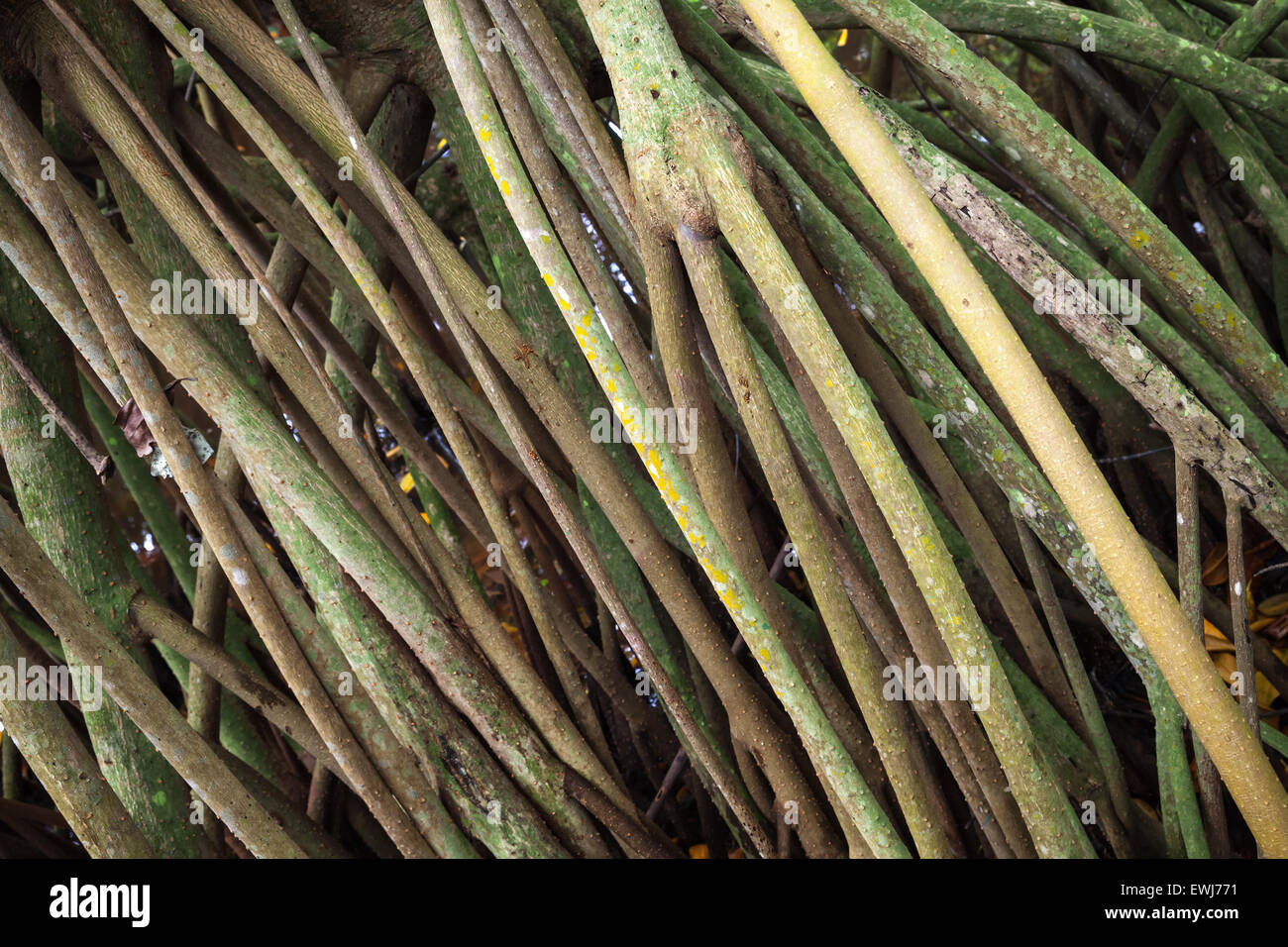 Mangrove Baumwurzeln, Hintergrundfoto mit selektiven Fokus Stockfoto