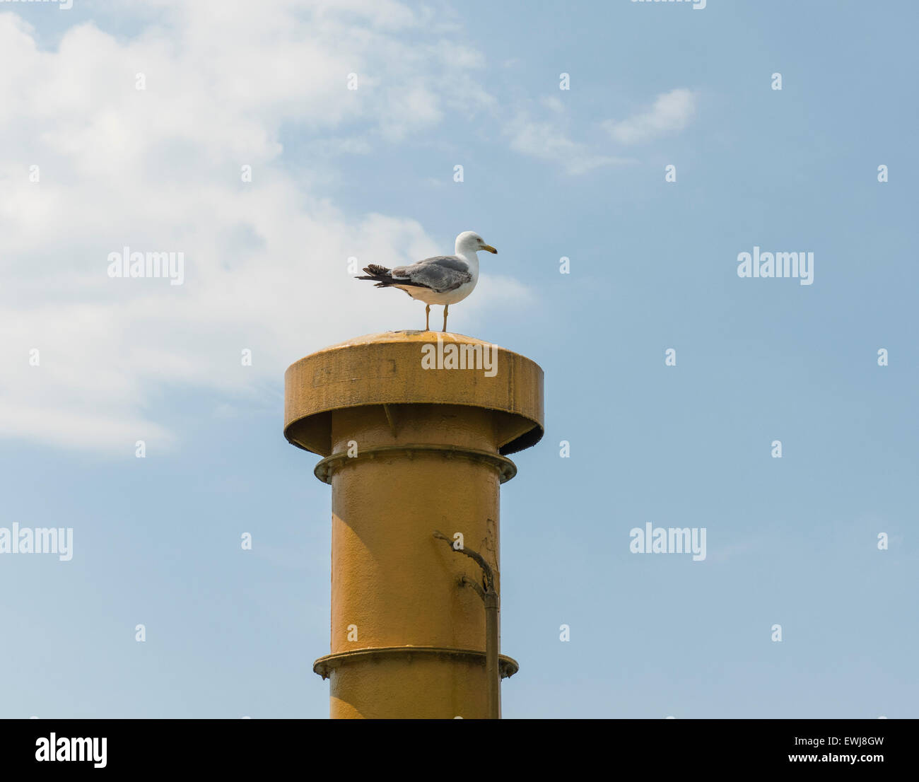 Große Silbermöwe Larus Argentatus thront oben auf Schiffen Trichter Schornstein vor blauem Himmelshintergrund Stockfoto