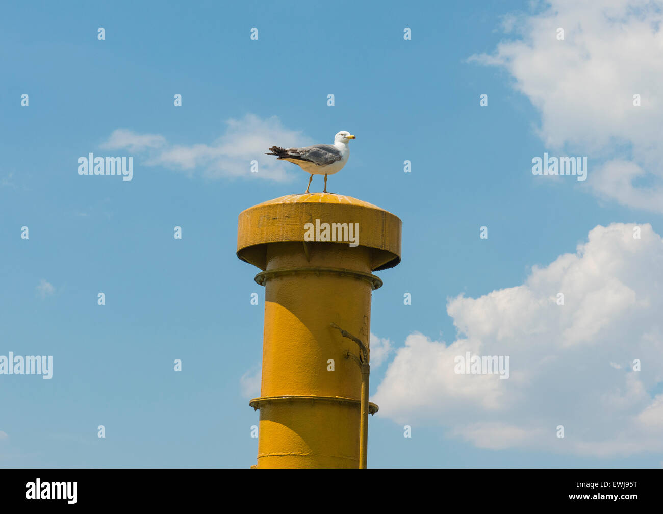 Große Silbermöwe Larus Argentatus thront oben auf Schiffen Trichter Schornstein vor blauem Himmelshintergrund Stockfoto