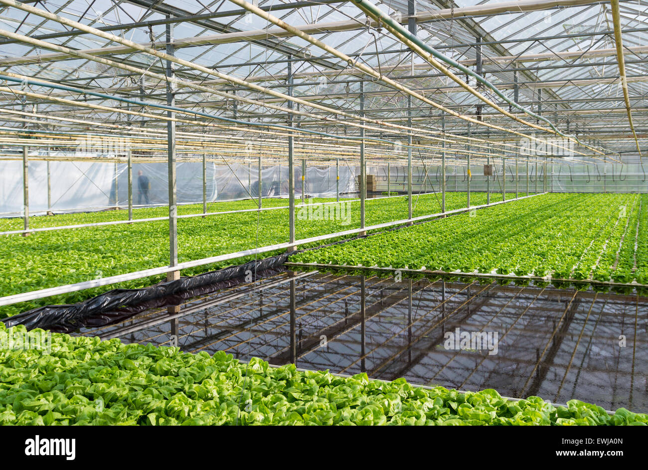 Anbau von Salat in einem Gewächshaus in den Niederlanden Stockfoto