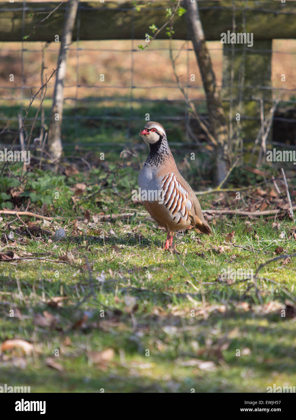 Rothuhn, Alectoris Rufa, fotografiert in den Cotswolds, England Stockfoto