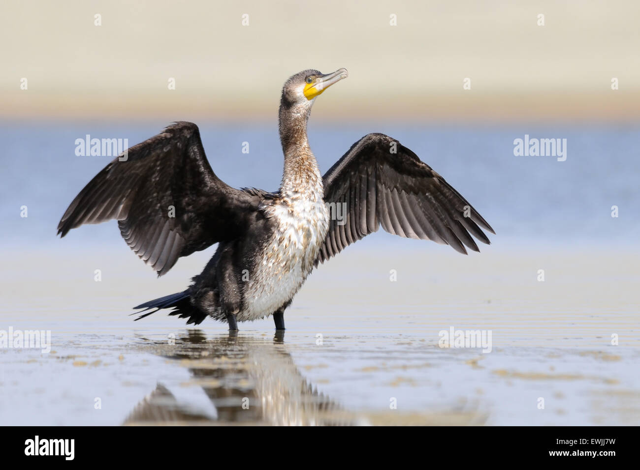 Kormoran trocknet Flügel im seichten Wasser Stockfoto