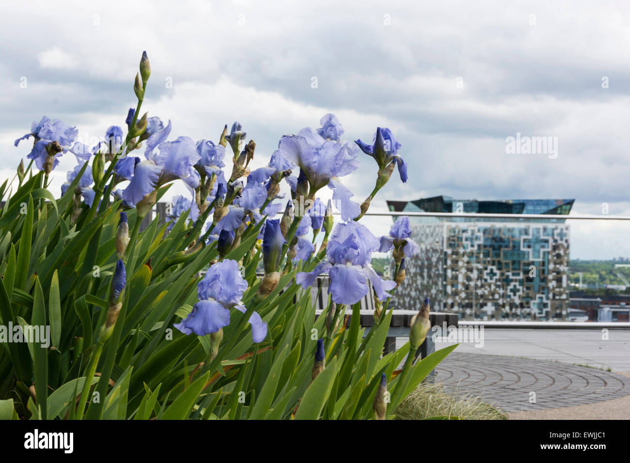 Iris auf dem Dachgarten der Library of Birmingham, mit Blick auf die Stadt. Stockfoto