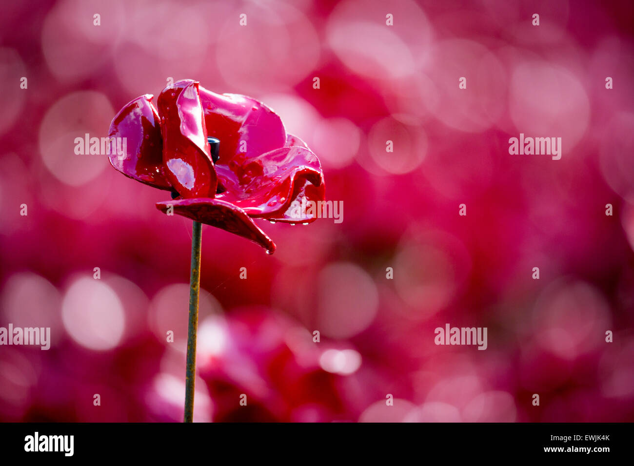 Keramik Mohn am Tower of London 'Blut Mehrfrequenzdarstellung Länder und Meere von Red' Instillation Kunst von Paul Cummins. Stockfoto