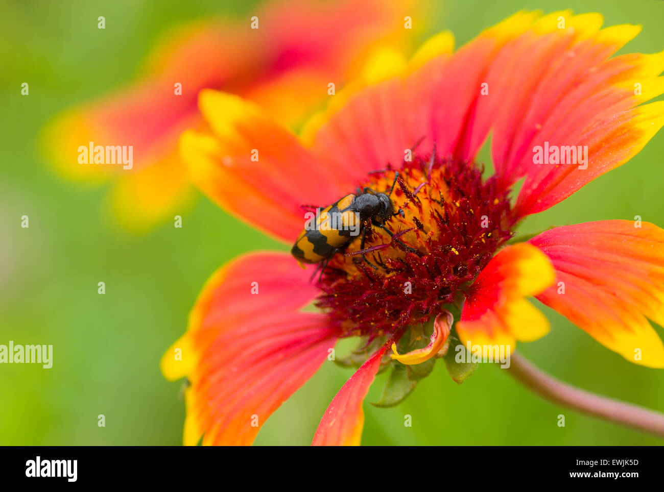 Schöne wilde indische Decke Blume und stilvolle Insekt - was eine Sommer-Harmonie Stockfoto