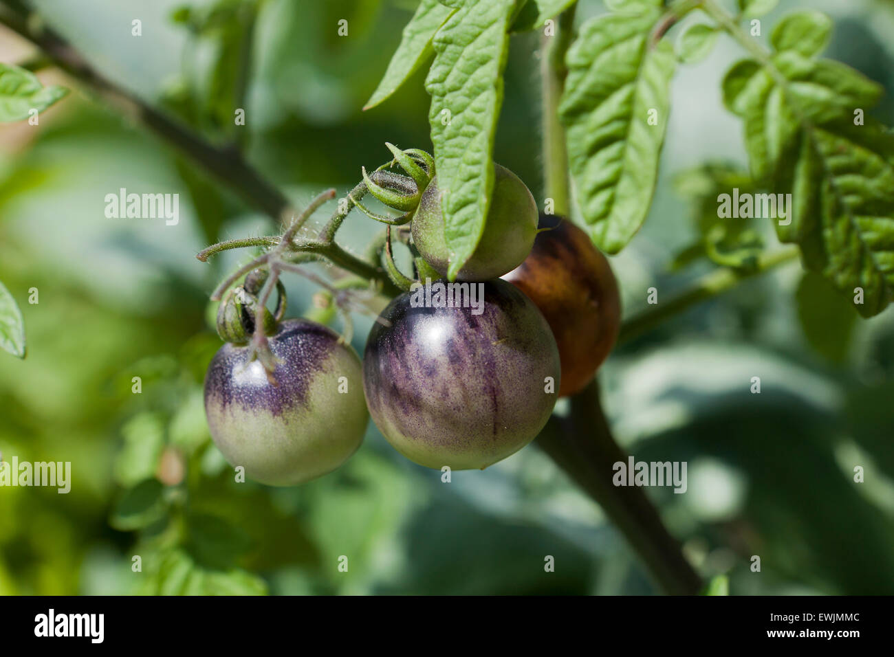 Unreife Indigo Cherry Drops Tomaten an Rebstöcken Stockfoto