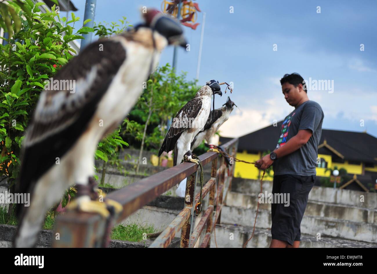 (150627)--PONTIANAK, 27. Juni 2015 (Xinhua)--eine indonesische bereitet Man aus der Gemeinschaft der Vogelliebhaber einen Adler in Pontianak, Provinz von West-Borneo, Indonesien, 27. Juni 2015 trainieren. (Xinhua/Zulkarnain) Stockfoto