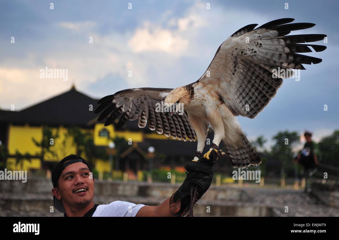 (150627)--PONTIANAK, 27. Juni 2015 (Xinhua)--eine indonesische Mann aus der Gemeinschaft der Vogelliebhaber Züge ein Adlers in Pontianak, Provinz von West-Borneo, Indonesien, 27. Juni 2015. (Xinhua/Zulkarnain) Stockfoto