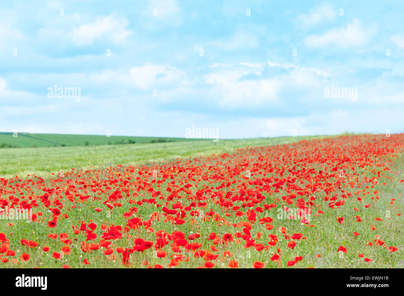 Eine Schneise der rote Mohnblumen am Rande eines Feldes in der Nähe von Amberley in West Sussex.  Feldrand ist ein Streifen von Satz beiseite landen Stockfoto