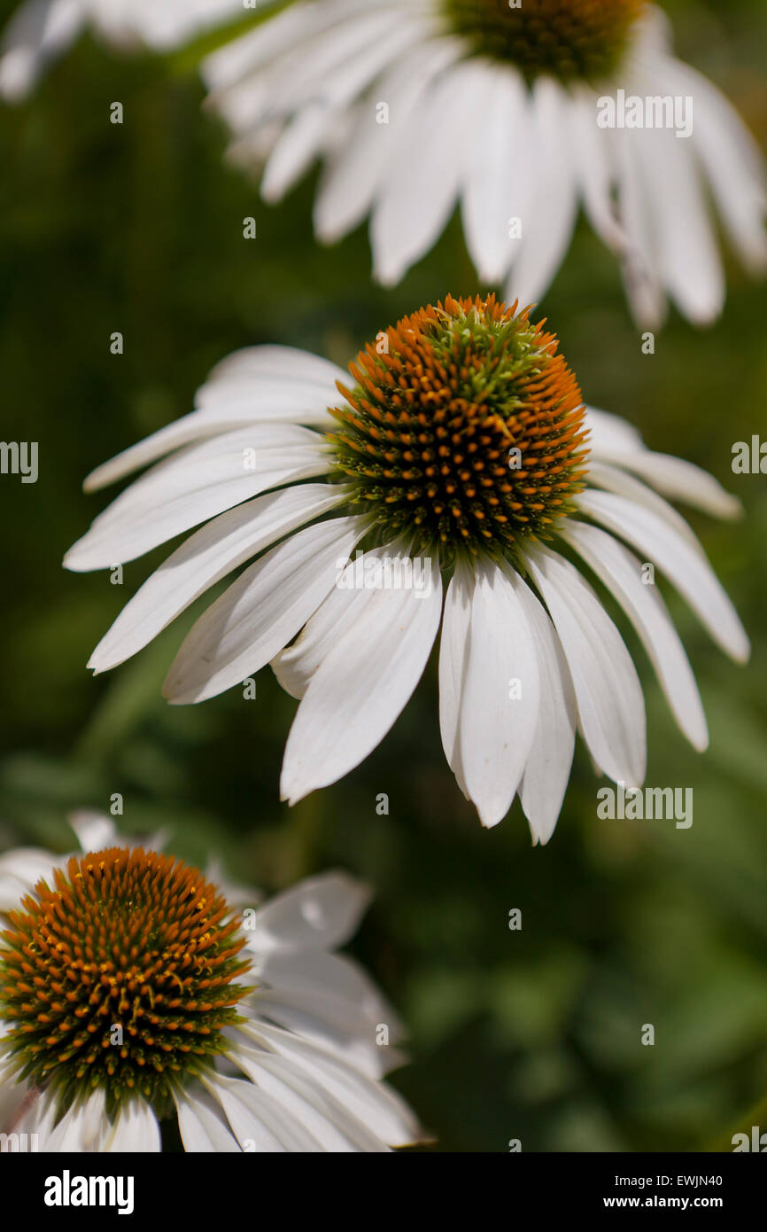 Weiße Sonnenhut (Echinacea Purpurea) aka White Swan - USA Stockfoto