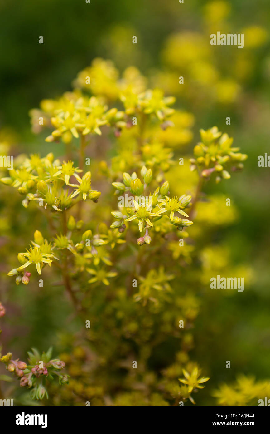 Angelina zurückgebogen Fetthenne Pflanze blüht (Sedum Rupestre) Stockfoto