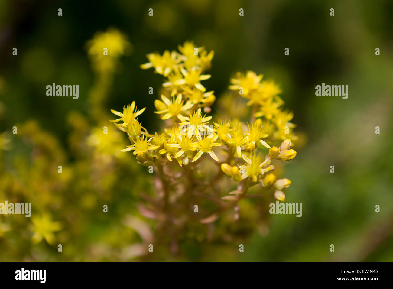 Angelina zurückgebogen Fetthenne Pflanze blüht (Sedum Rupestre) Stockfoto