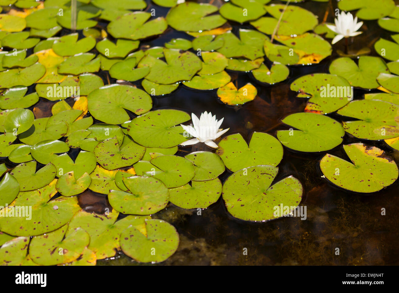 Lotusblätter und Blüten auf Teich Oberfläche - USA Stockfoto