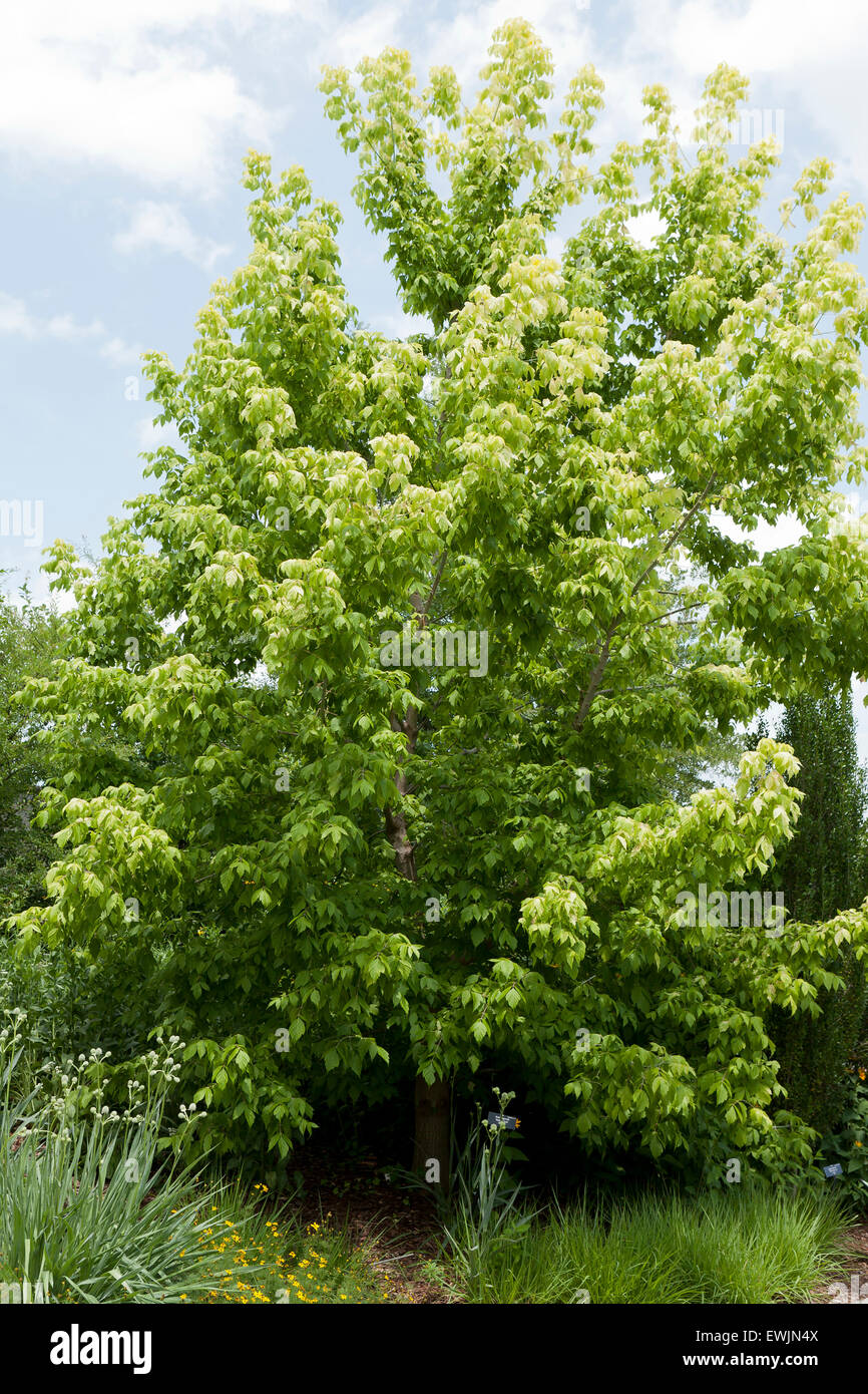 Kellys Gold Box Elder tree (Acer Negundo) - USA Stockfoto