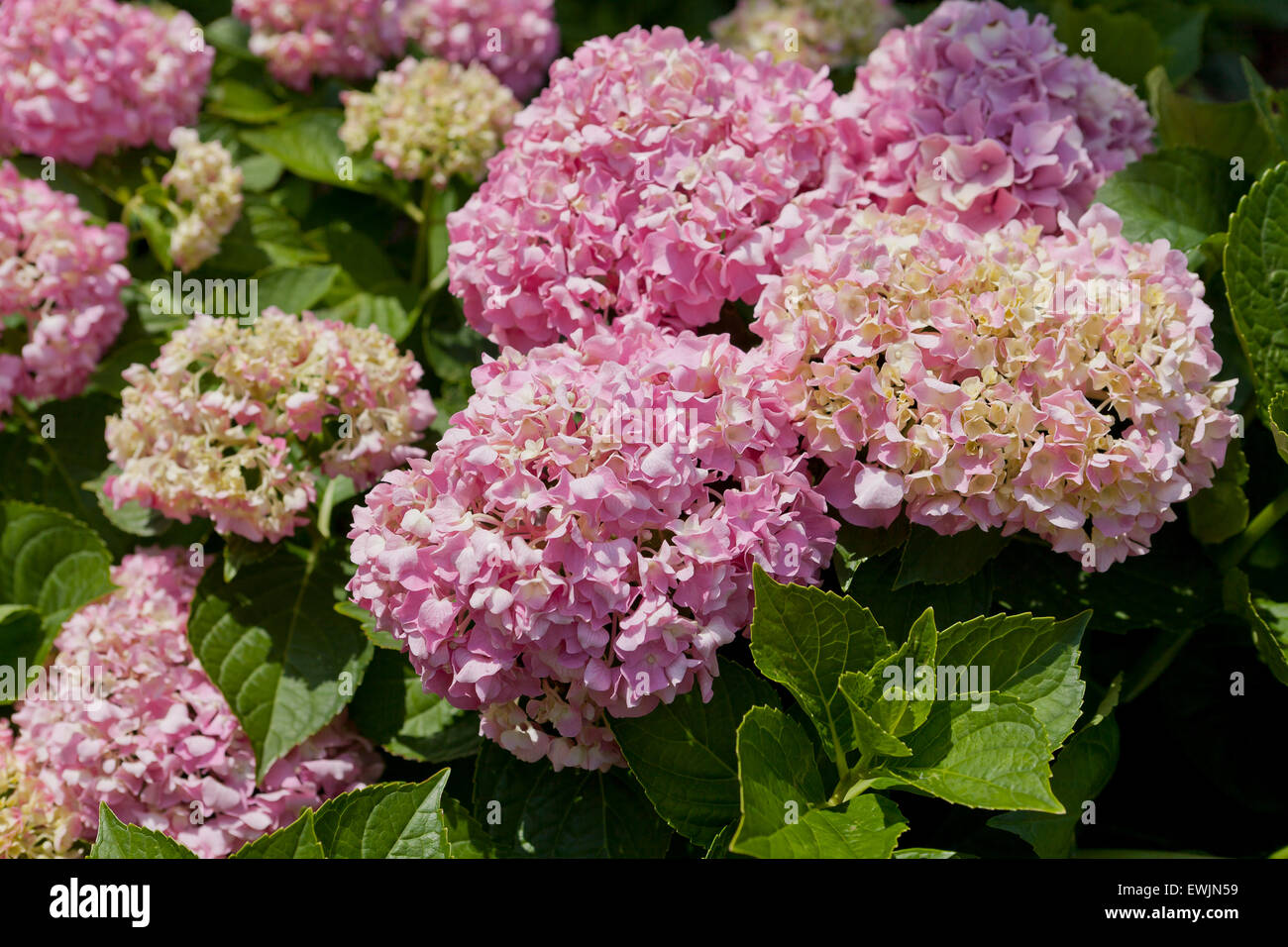 Rosa Hortensie blüht (Hydrangea Macrophylla) - USA Stockfoto