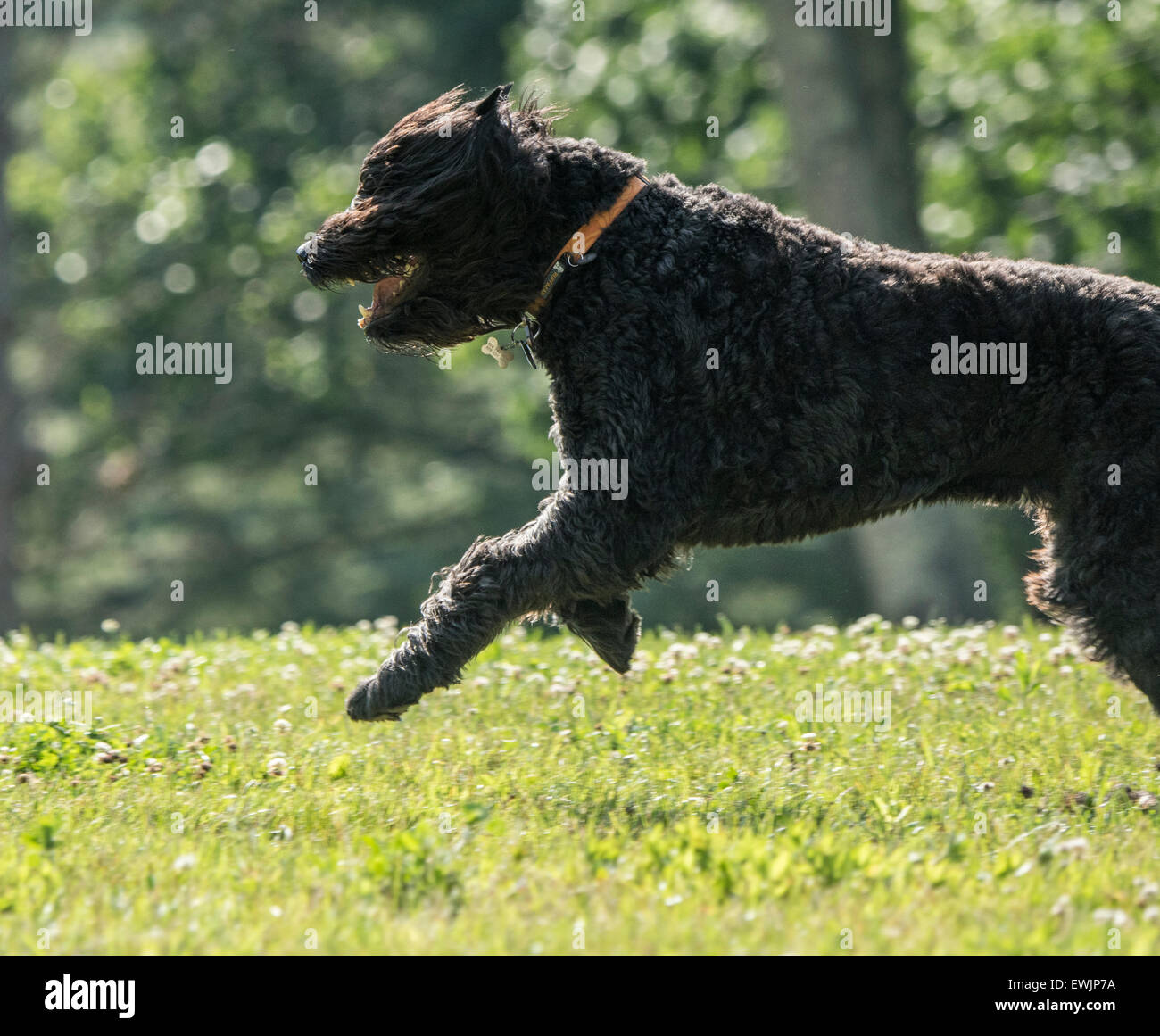 Bouvier Des Flandres Hund läuft Stockfoto