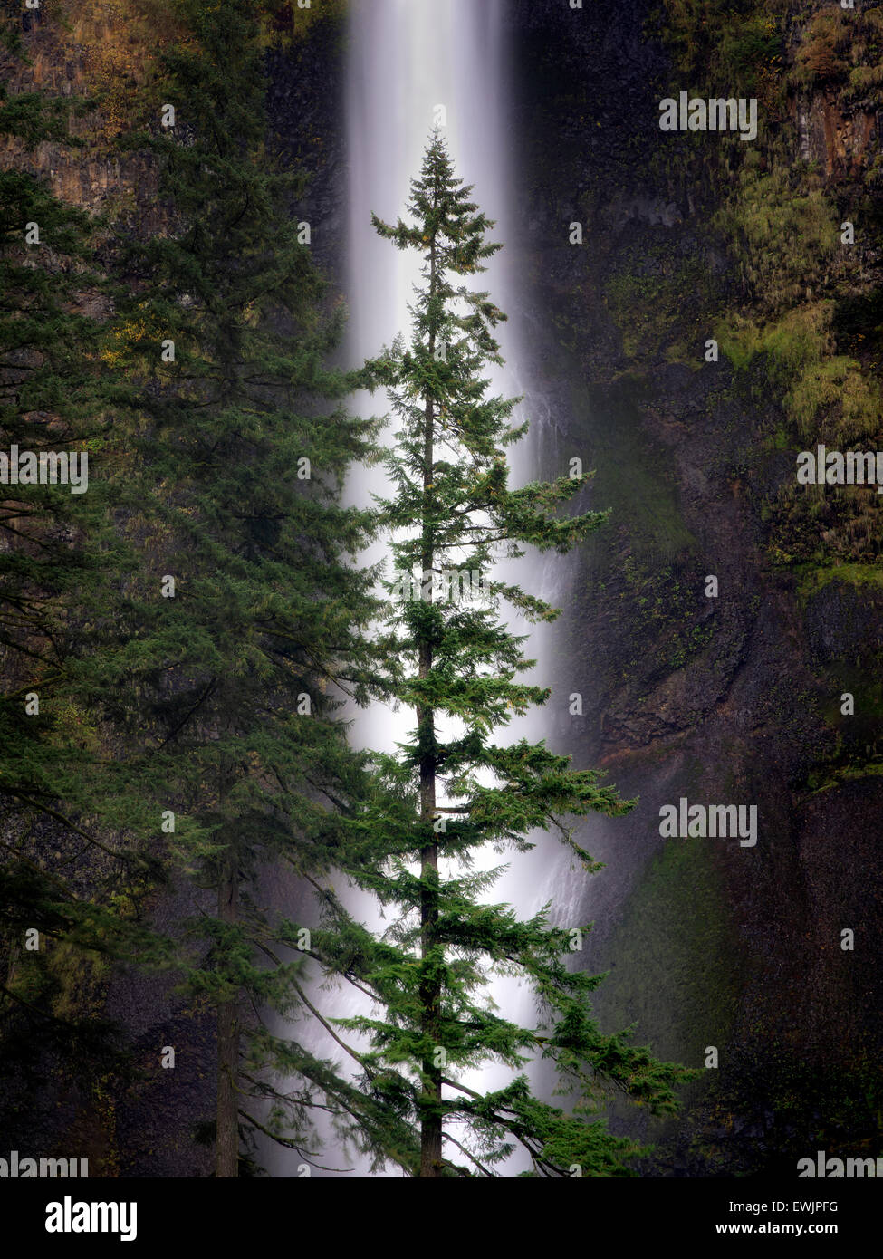 Multnomah verliebt sich einsamer Baum und Herbstfarben. Columbia River Gorge National Scenic Bereich, Oregon Stockfoto