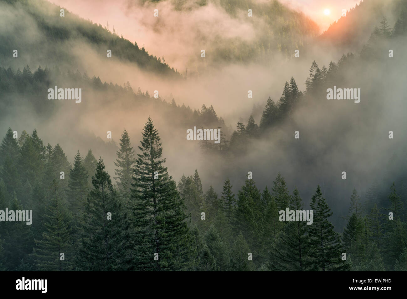 Sonnenaufgang über dem Nebel in den Bergen in der Nähe von Opal Creek, Oregon Stockfoto