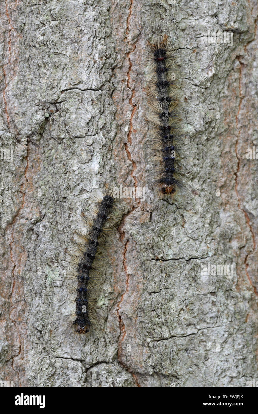 Schwammspinner Raupen, Lymantria Dispar, am Stamm des Baumes, NJ, östlichen N.A Stockfoto