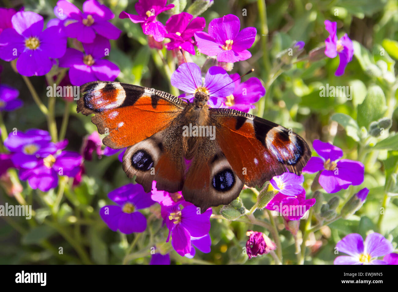 Ein Tagpfauenauge (Aglais Io) Fütterung auf Blumen, UK. Stockfoto
