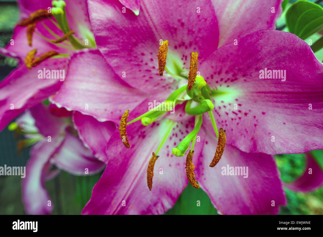 Nahaufnahme von lila Lilie Blumen mit Staubblätter und pollen Stockfoto