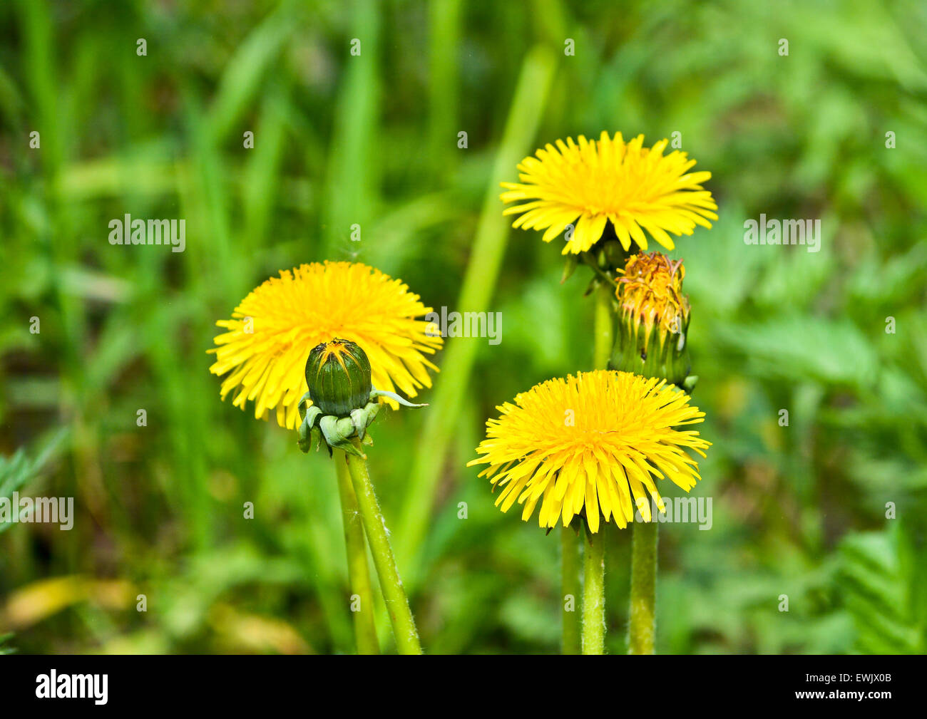 Blühenden Löwenzahn. Eine Gruppe von gelben Blüten Löwenzahn auf einer Frühlingswiese. Stockfoto